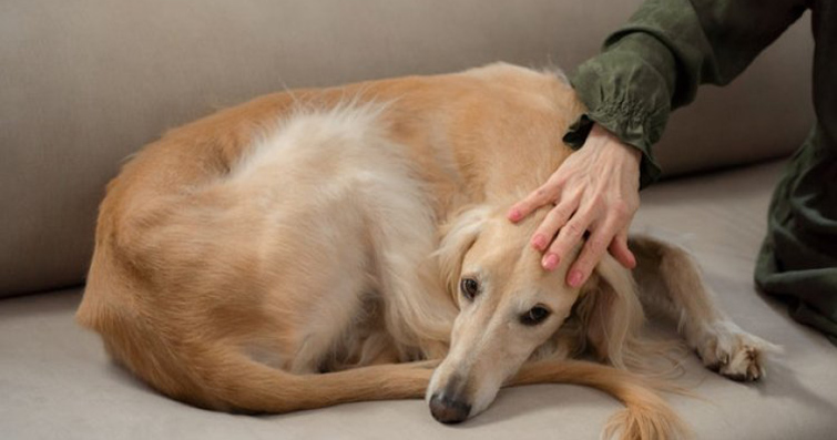 Köpeklerde Veteriner Fobisiyle Başa Çıkma