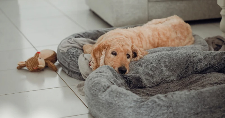 Köpeklerde Uyku Düzeni ve İyi Bir Uyku İçin İpuçları