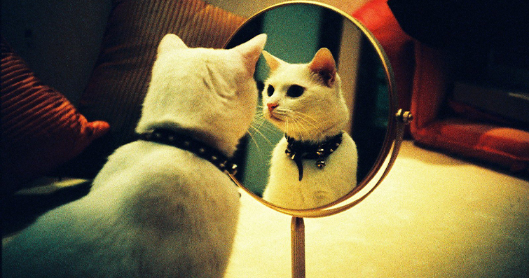 Kedilerde Ayna Karşısında Davranış: Kendini Görmek ve Anlamak