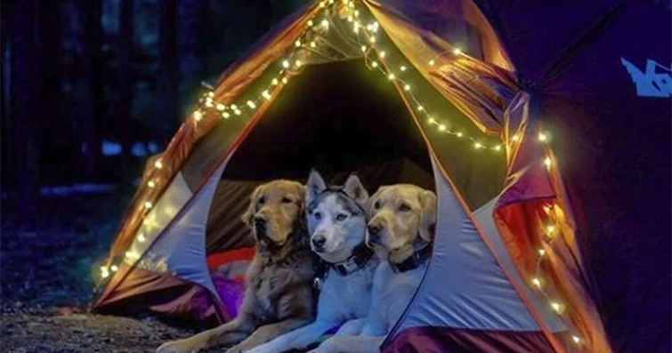 Köpeklerle Yıldızlı Gecelerde Kamp: Hazırlık ve Güvenlik