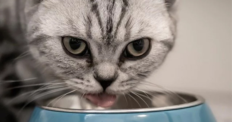 Kedilerde Güçlü Bağışıklık Sistemi İçin Beslenme
