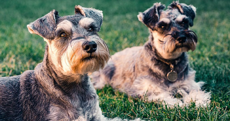 Köpeklerde Eklem Sağlığı: Esneklik Egzersizleri ve Eklem Destek Takviyeleri