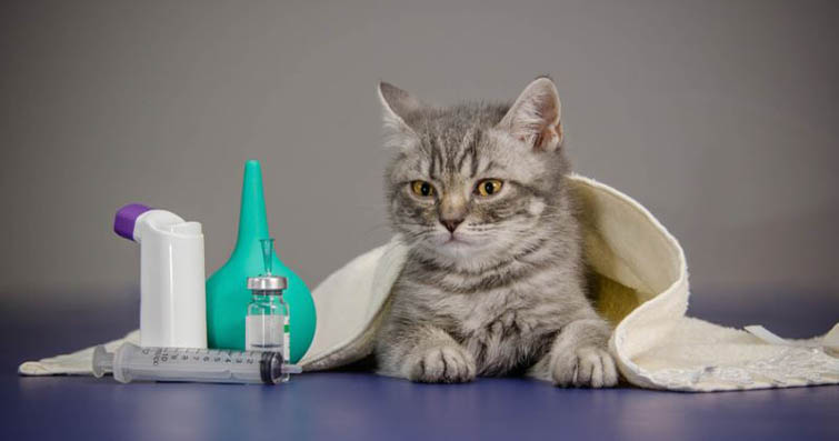 Kedilerde Evde Kullanılan Temizlik Ürünlerinin Zararlı Etkileri ve Alternatif Çözümler