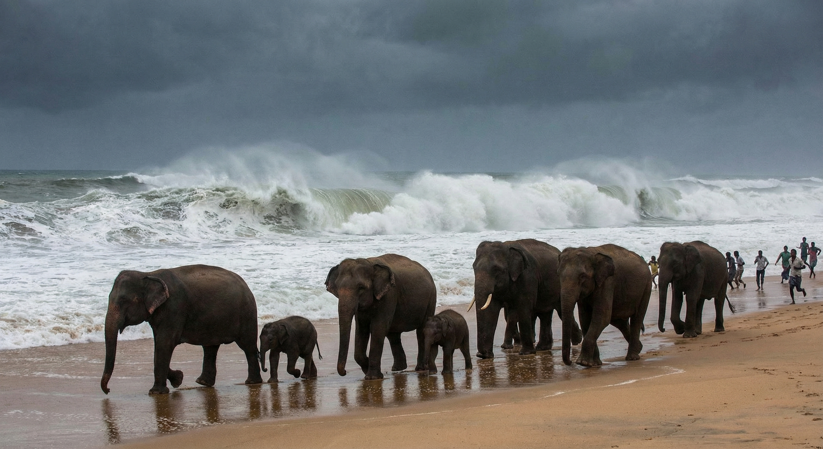 Doğanın Erken Uyarı Sistemi: Tsunamiden Dakikalar Önce Kaçan Hayvanlar