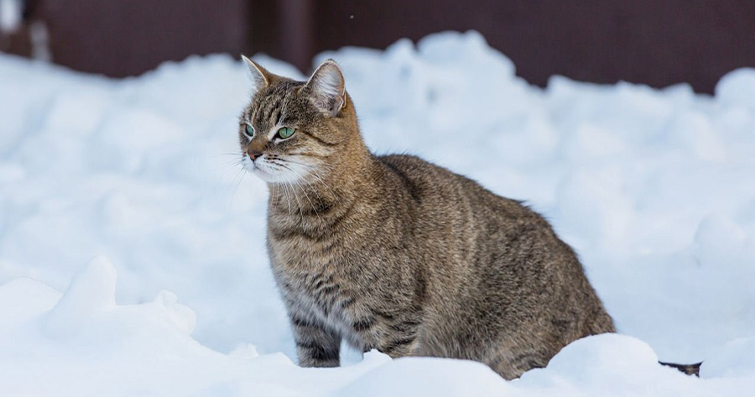 Kedilerde Kışın Yüksek Enerji İhtiyacı Nasıl Karşılanır?