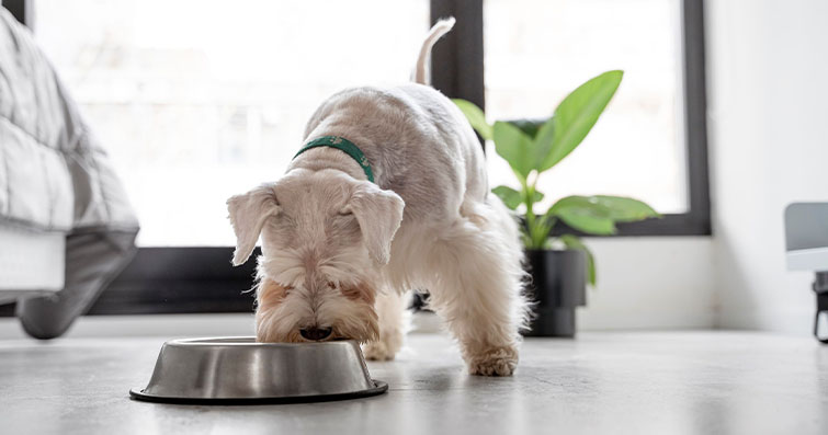 Köpeklerde Besin İntoleransı: Belirtileri ve Beslenme Stratejileri