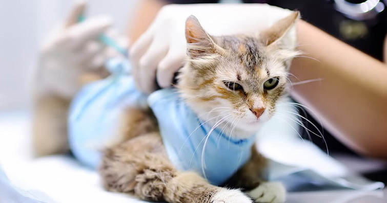 Kuduz ve Diğer Aşıların Kediler Üzerindeki Önemi