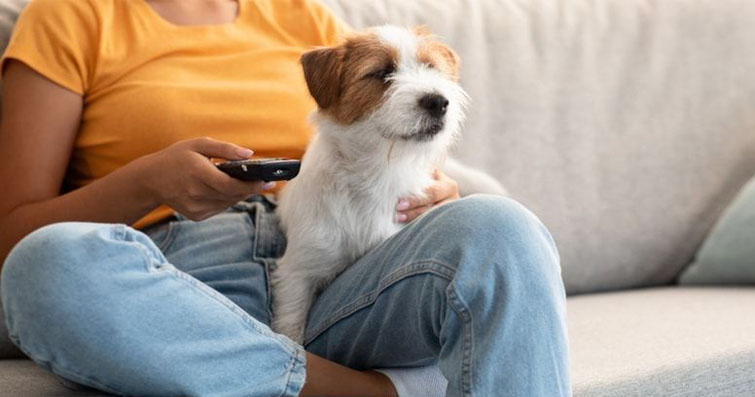 Köpeklerin Televizyon Dünyası En Popüler Köpek Programları