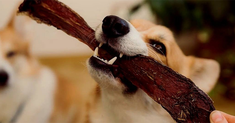 Köpekler ve Havas İlmi: Köpeklerin Havas İlmi Yöntemleriyle Tedavi Edilmesi