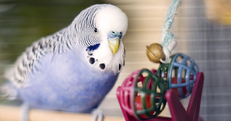 Kafeste Oyun Zamanı: Kuşlar İçin Eğlenceli Oyuncaklar ve Aktiviteler