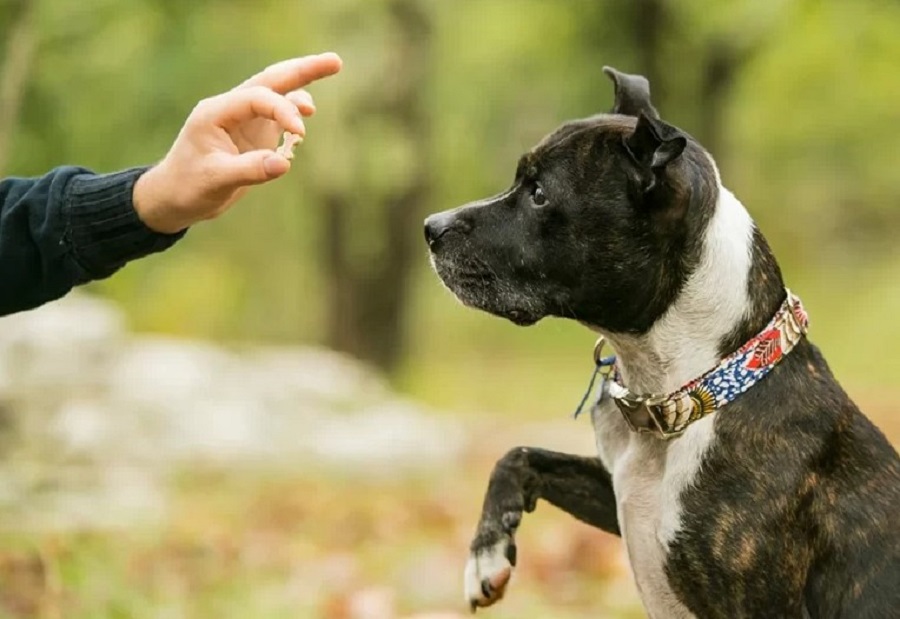 Köpek Eğitimi: Temel İtaat Komutları