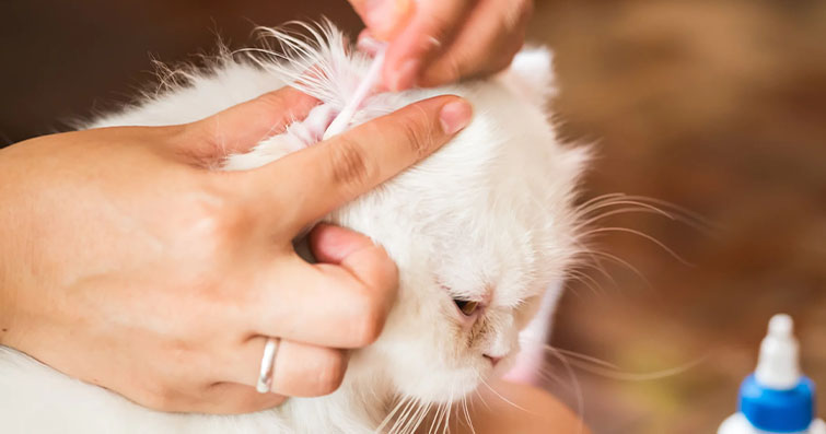 Kedilerin Kulak Akarları ve Tedavi Edilmesi