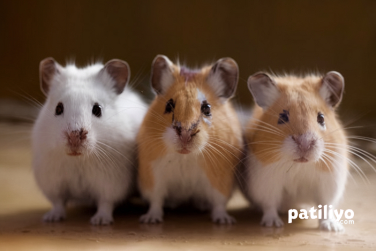 Hamster Sağlığı: Sık Görülen Hastalıklar ve Önleme Yolları