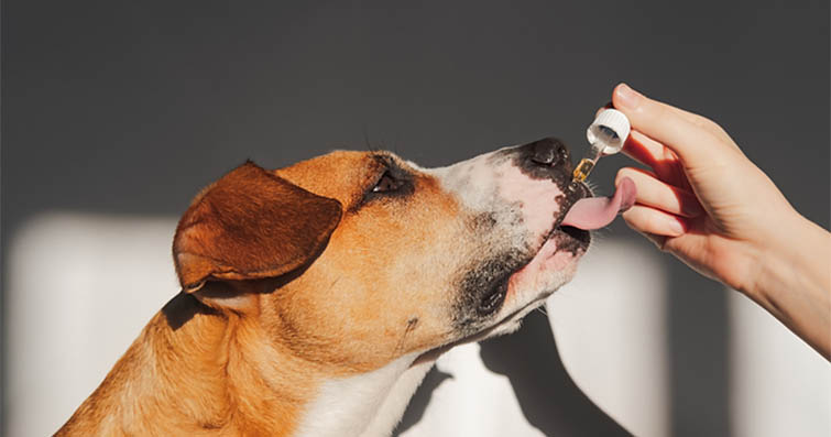 Köpeklerde Aromaterapinin Yararları ve Kullanımı