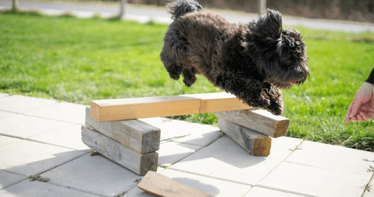 Köpekler ve Günlük Egzersiz: Köpeğinizi Aktif Tutmak İçin Egzersiz Önerileri