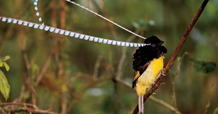 Kuşların Muhteşem Dansı: Egzotik Kuş Türleri