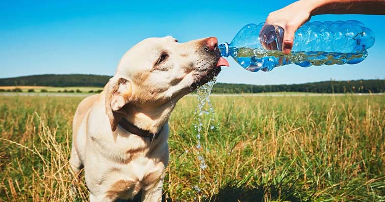 Köpekler ve Su: Köpeğinizin İçme Alışkanlıkları ve İpuçları