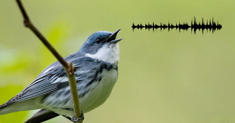 Kuşların Farklı Türlerdeki Diğer Hayvanlarla İletişimi