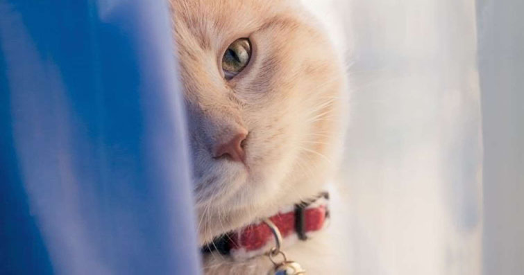 Kediler ve Parfüm: Kedinizin Koku Duyusunu Şımartma Rehberi