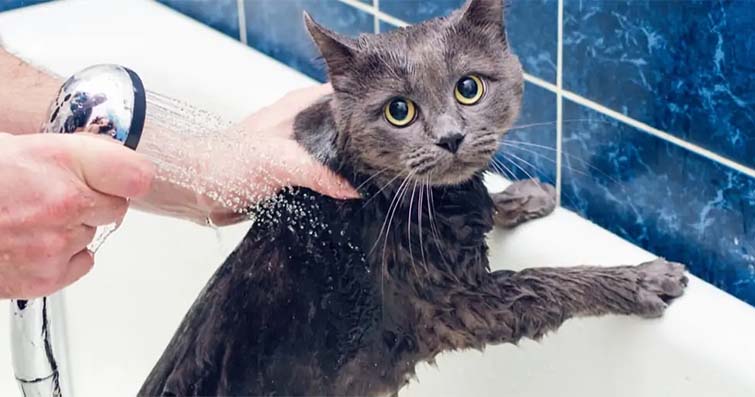 Kedilerde Banyo Yapma İhtiyacı: Nasıl Yapılır ve Kaç Kere Gerekir?