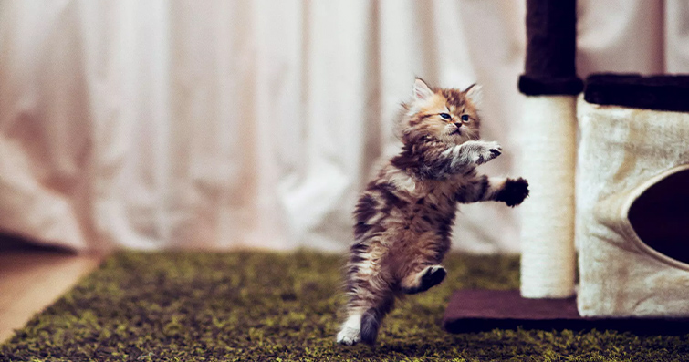 Kediler ve Kaos: Kedilerin Dağınıklıkla Dansı