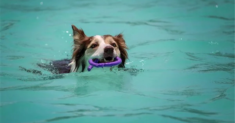 Köpekler ve Su Zamanı: Yüzme ve Serinleme Aktiviteleri