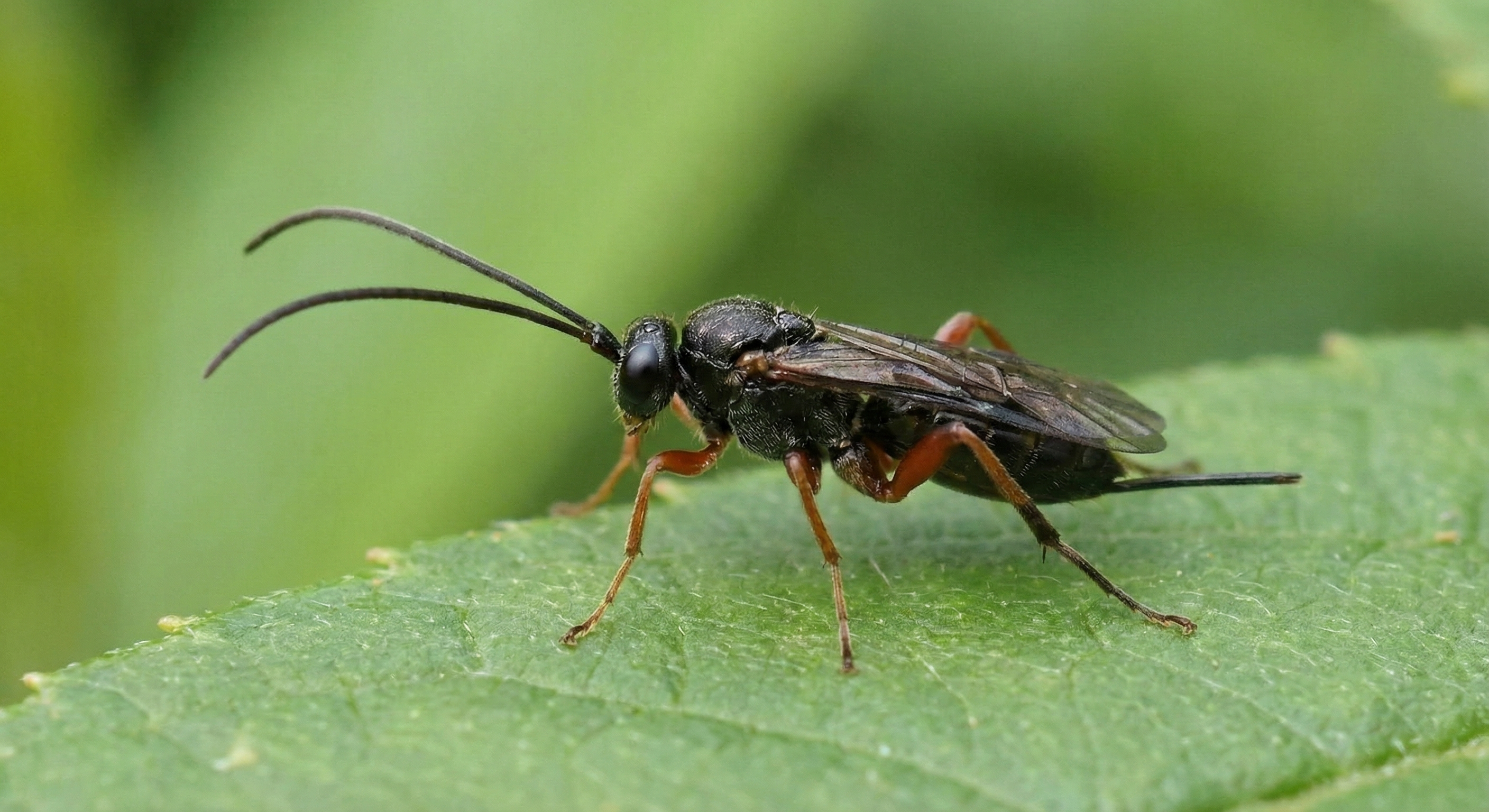 Kıyamet Kopsa Bile O Yaşar: Nükleer Bombaya Direnen Tek Hayvan