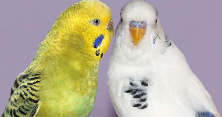 Kuş türlerine özgü cinsiyet belirleme yöntemleri
