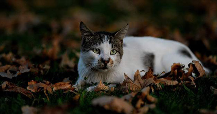 Kediler ve Kuantum Biyolojisi: Kedilerin Biyolojik Sistemleri ve Kuantum Mekaniği İlişkisi