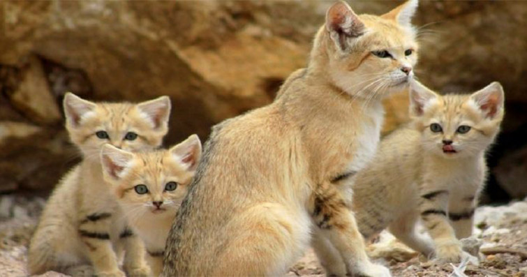 Güzellikleriyle Büyülerken Minik Evcil Dostlarımıza Olan Benzerlikleriyle de Şaşırtan 7 Vahşi Kedi Yavrusu