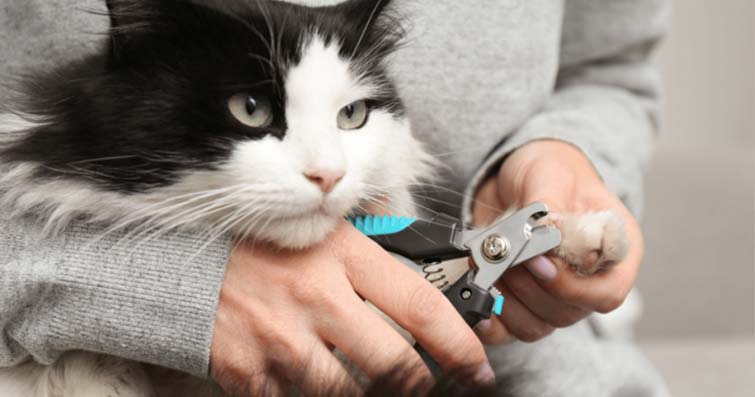 Kedilerde Tırnak Bakımı ve Kesme Teknikleri