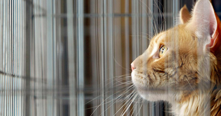 Kediler ve Kahramanlar: Kedilerin Kurtarıcı Hikayeleri