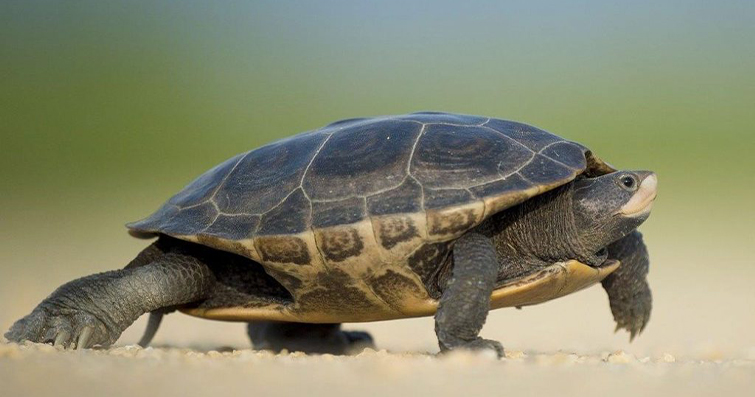 Kaplumbağa Türleri: Kara ve Su Kaplumbağalarının Farkları