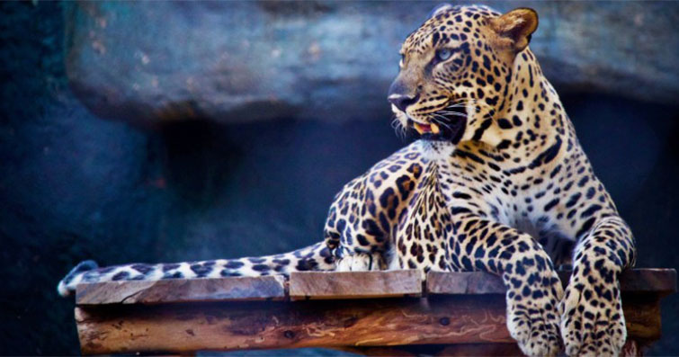 Vahşi Hayvanların İlginç Kandırma ve Savunma Stratejileri: Doğanın Taktik Mucizeleri