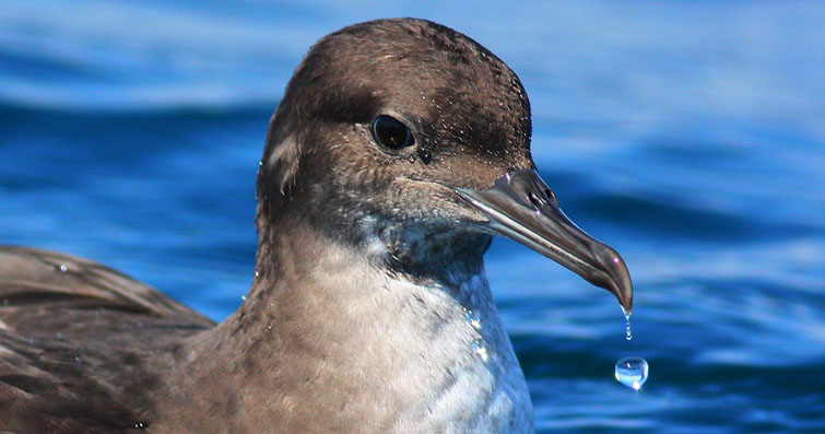 Deniz Kuşları: Okyanusların Efendileri