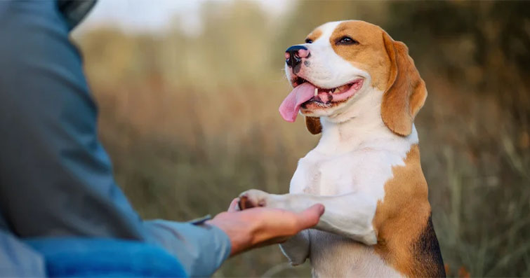 Köpeklerde Fiziksel Terapi: Yürüme Bandı ve Diğer Rehabilitasyon Araçları