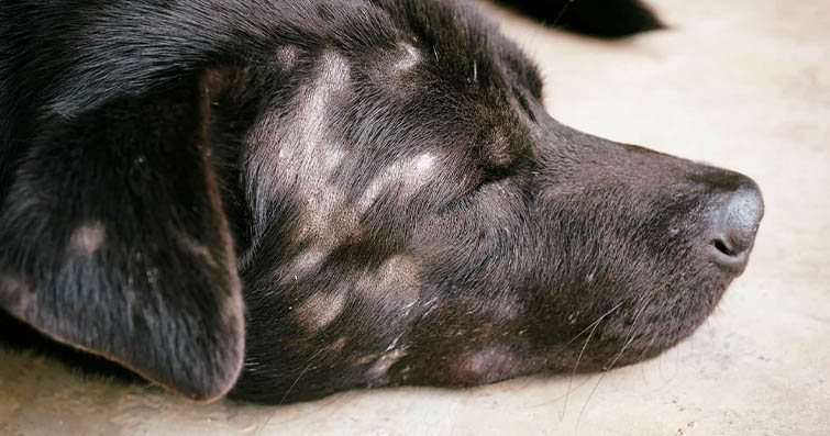 Köpeklerde Kışın Mantar ve Bakteri Enfeksiyonlarına Karşı Koruma