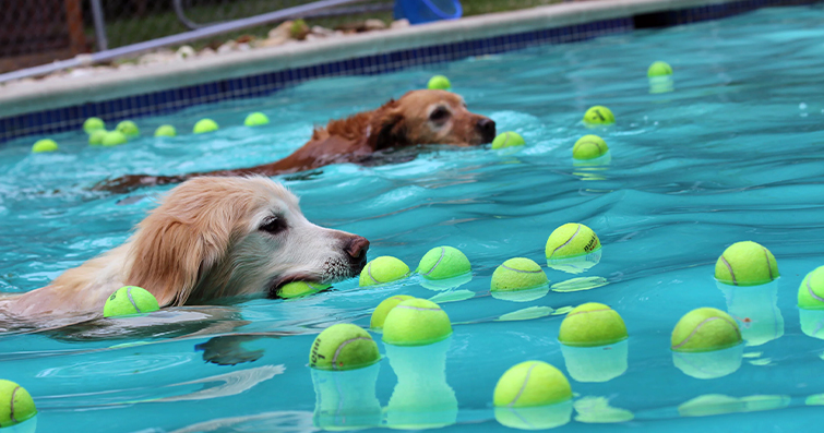 Köpeklerde Havuza Girmenin ve Yüzmenin Faydaları