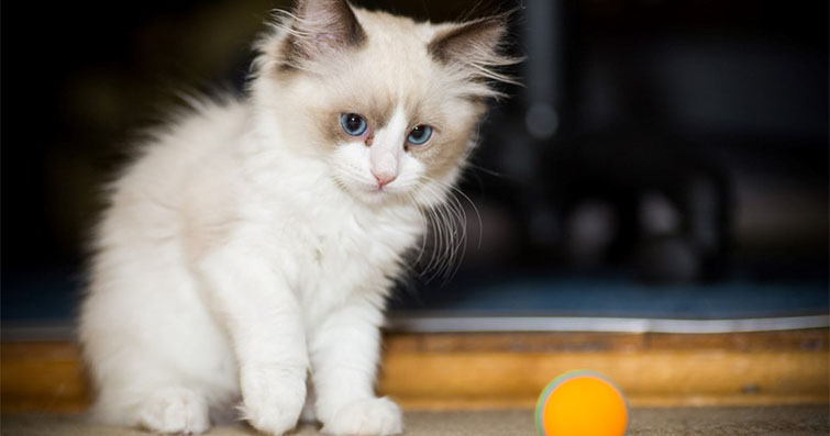 Kediler ve Şifacılık: Kedilerin Geleneksel ve Alternatif Tıp Pratiklerindeki Rolü