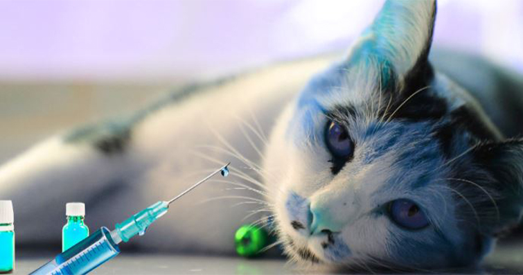 Kedilerde Hasta Kedi Bakımı: Evde Tedavi ve İlgilenme
