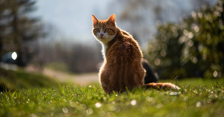 Kedilerde Kaçış Eğilimi ve Kaybolma Riskini Azaltma Yolları
