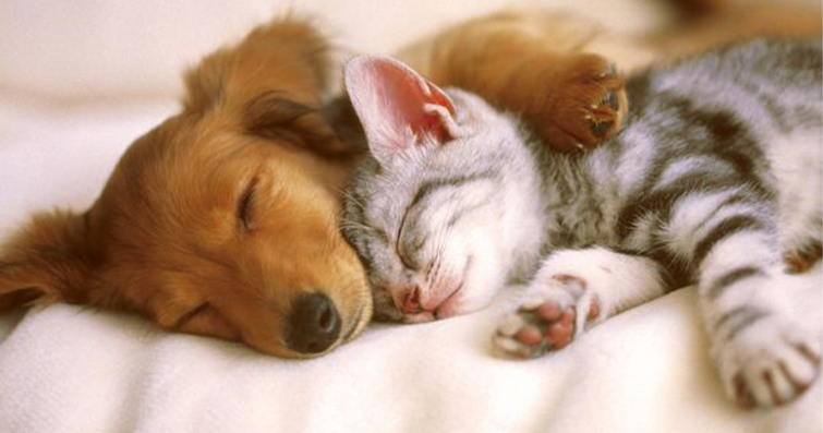 Kedi ve Köpek Arasındaki Arkadaşlık İlişkileri: Birbirlerine Uyum Sağlamanın Sırları ve Önemi