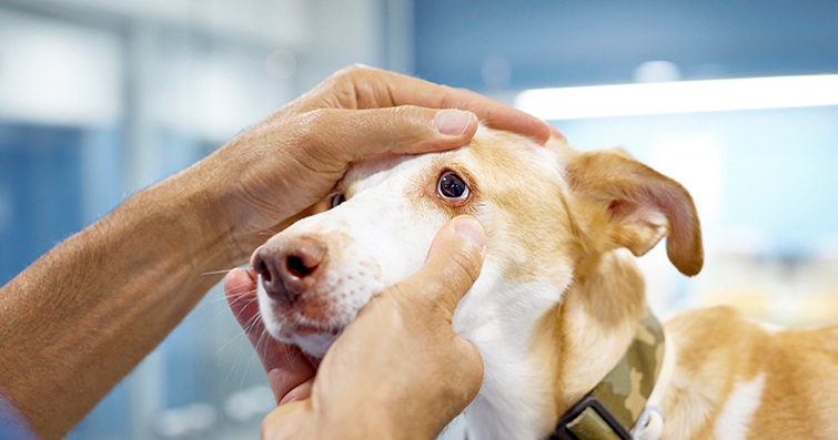 Köpeklerde Göz Bakımı: Temizlik ve Sağlık İpuçları