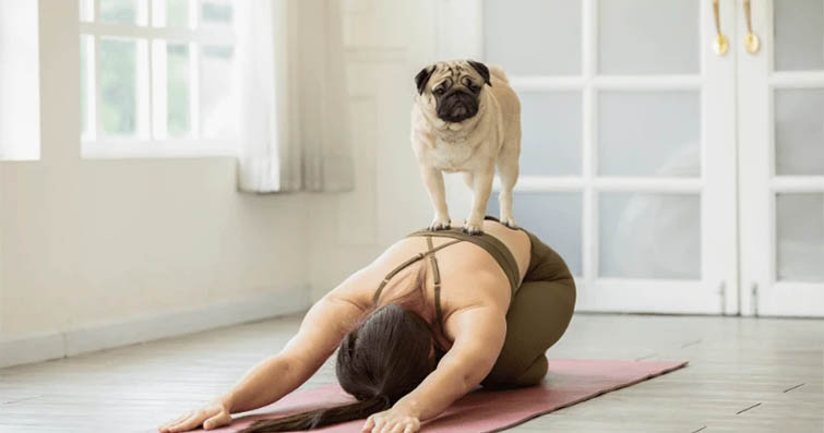 Köpeklerde Kürklü Arkadaşlarla Yoga Nasıl Yapılır?