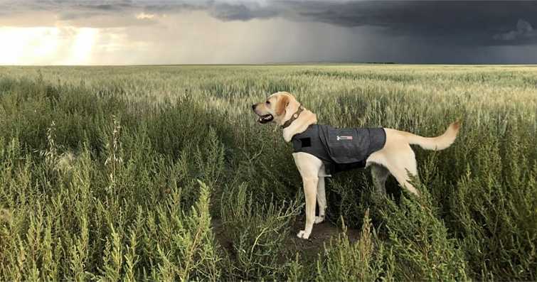 Köpeklerde Fırtına Korkusu: Köpeklerde Fırtına ve Şimşek Korkusunu Yönetme