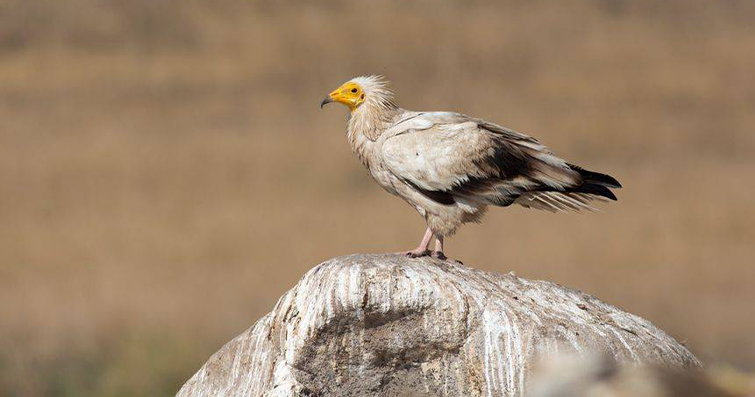 Nadir ve Tehlike Altındaki Kuş Türleri: Koruma Çabaları
