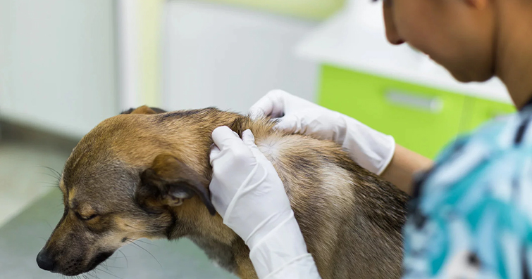 Köpekler ve Doğal İlaçlar: Bitkisel Çözümler ve Tedavi Seçenekleri