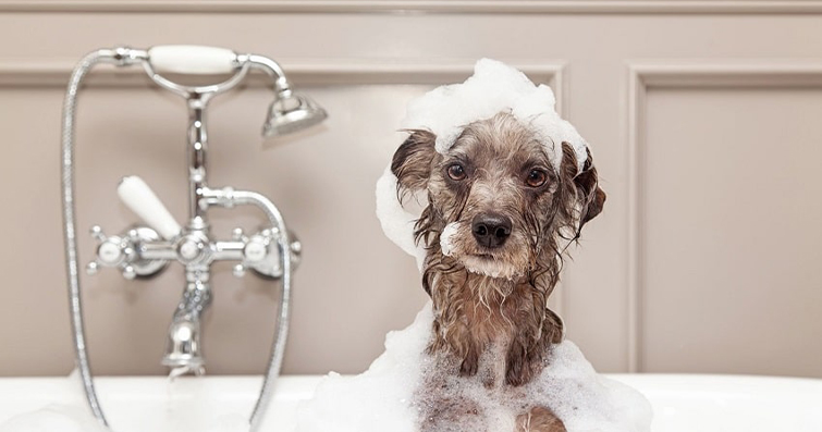 Köpeklerde Banyo Zamanı Eğlencesi ve Şampuan Seçimi