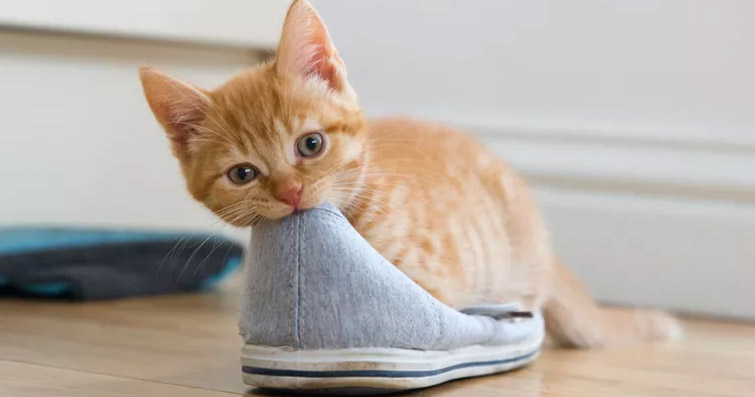 Kediler ve Giysiler: Kedinizin Üzerinde Giysiler Giymesi Nasıl Sağlanır?