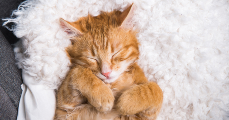 Kedilerde Aromaterapi: Kediler İçin Güvenli Kokular